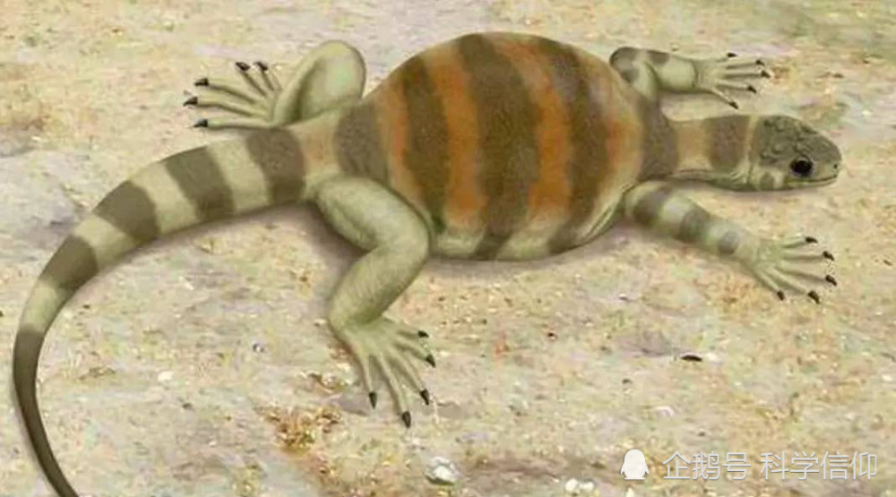 为什么无法确定乌龟的祖先?它是不是进化而来的?原因可能是这样