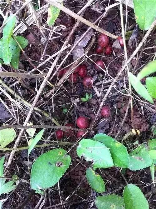 万州的地果儿又熟了你吃过吗