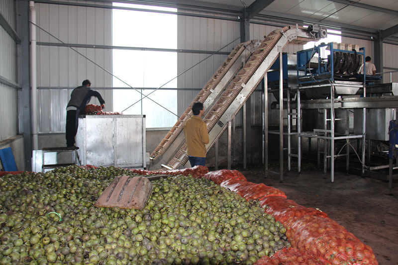 核桃一般要怎么加工 核桃怎样加工视频教程