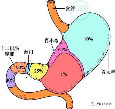 溃疡的形成与胃肠道黏膜在某种情况下被胃酸和胃蛋白酶的消化作用有关