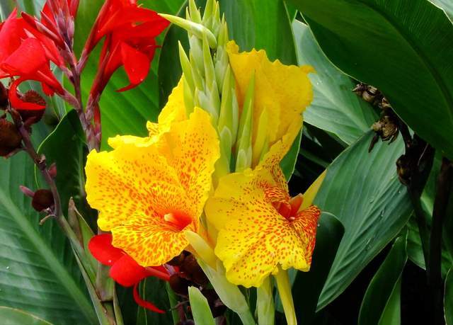 花坛皇后 和 花神 大气高雅 天热不怕晒 好养漂亮花期长