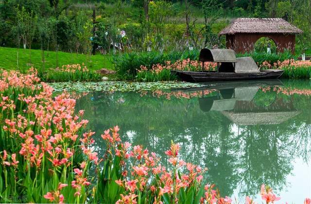 花坛 皇后 和 花神 大气高雅 天热不怕晒 好养漂亮花期长 腾讯新闻