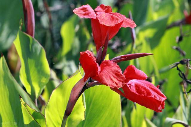 花坛 皇后 和 花神 大气高雅 天热不怕晒 好养漂亮花期长 腾讯新闻