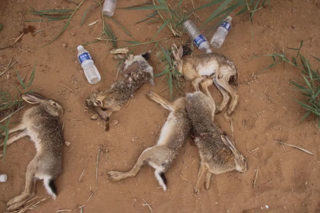 抓了内蒙古一67狗逮兔子赌博被警方成功捣毁