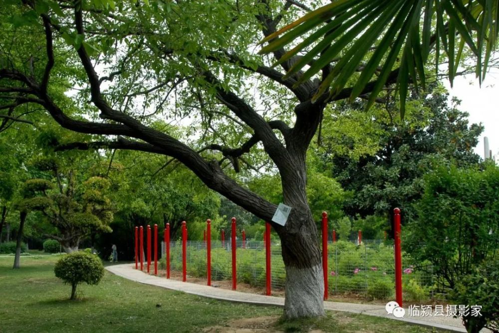 临颍这些古树你见过吗