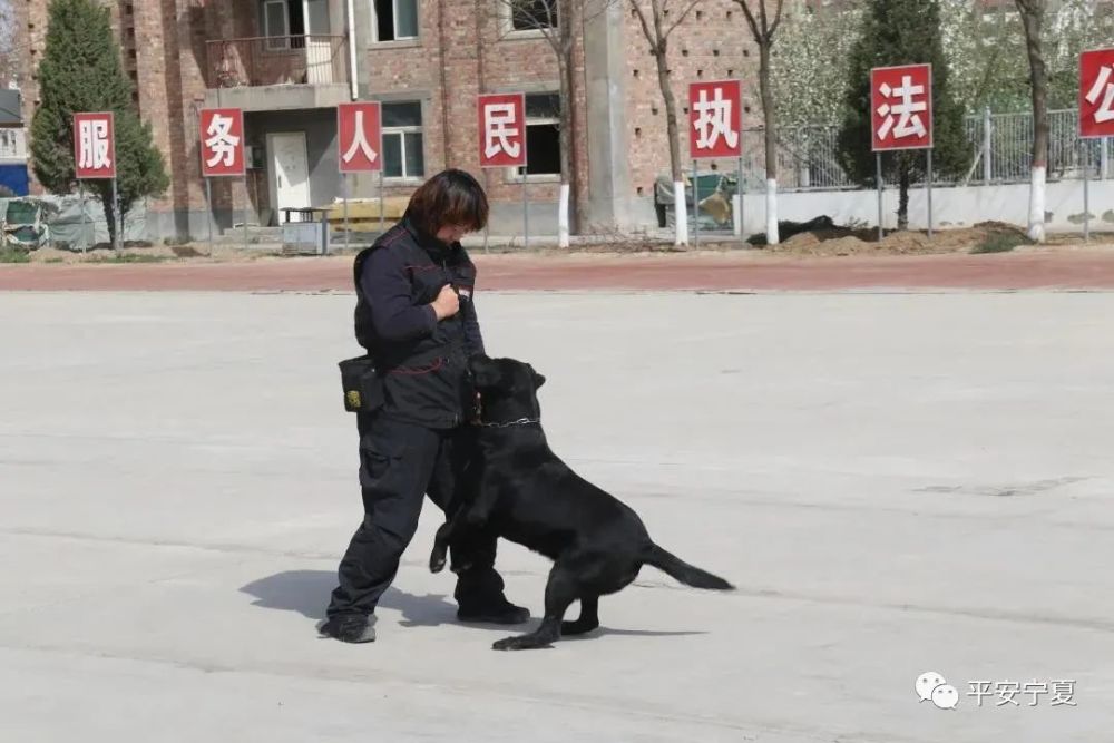 北京女子警犬队图片