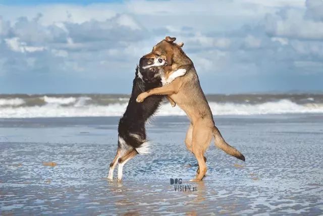 每只狗子心中都有一片海