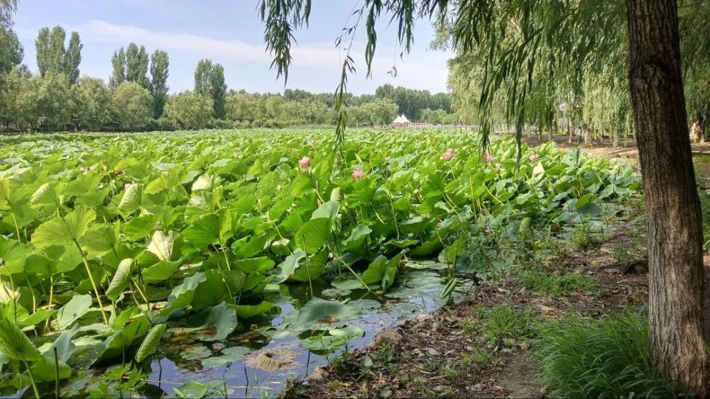 快看平谷两万平方米的荷花开了