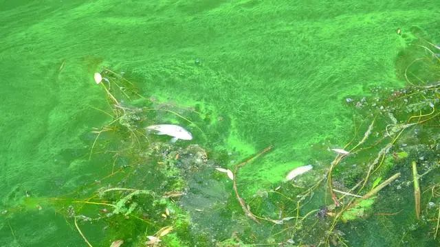 淮河沙颍河段沈丘段蓝藻爆发保护环境人人有责