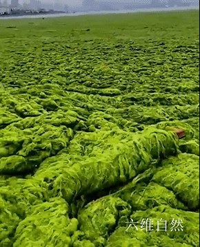 青岛近海海域遭大规模浒苔侵袭,已打捞约24万吨,将制成有机肥