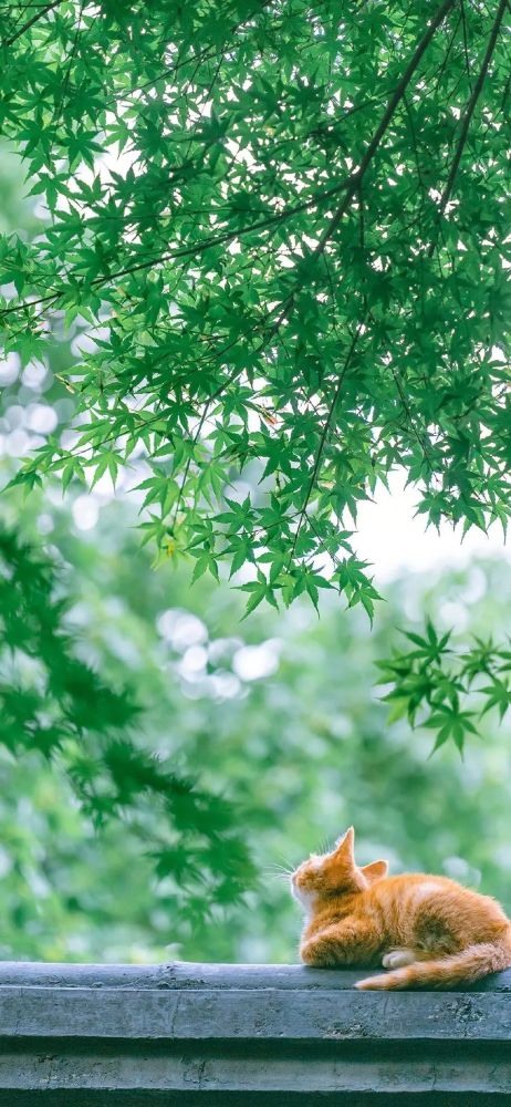 壁纸 夏日绿色系手机壁纸 腾讯新闻