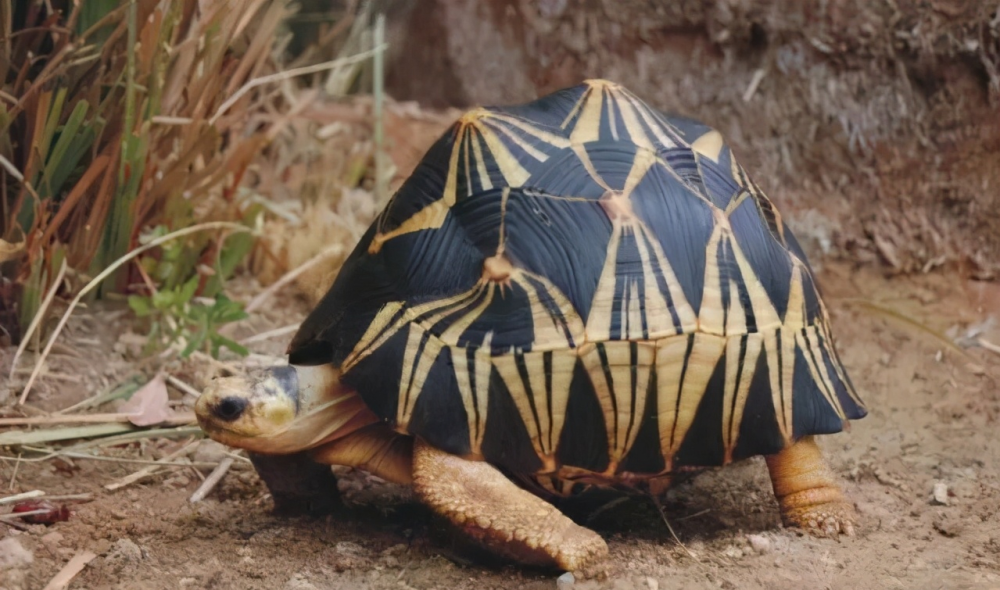 男子出售自养陆龟被刑拘误养保护动物怎么办主动上交会被罚吗