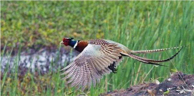 农村地区一些野生动物数量越来越少 为何现在野鸡越来越多呢 腾讯新闻
