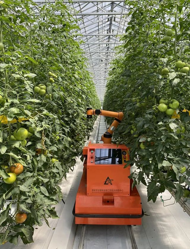 在中國(壽光)蔬菜小鎮的新型溫室大棚內,機器人根據色彩感知度等自動