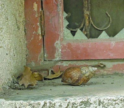 能危害500多种作物 还能啃水泥!近期厦门街头雨后频现非洲大蜗牛