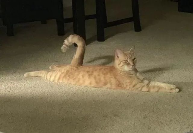 猫趣 猫咪的身体能拉伸五倍 听听动物学家怎么说