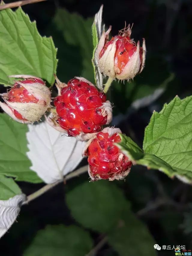 章丘有一种野果叫托盘你吃过吗