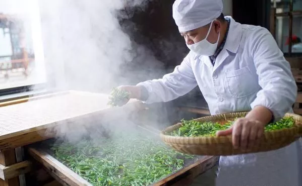 蒸青绿茶是我国古代最早发明并形成完备工艺的茶类,它用蒸汽将茶鲜叶