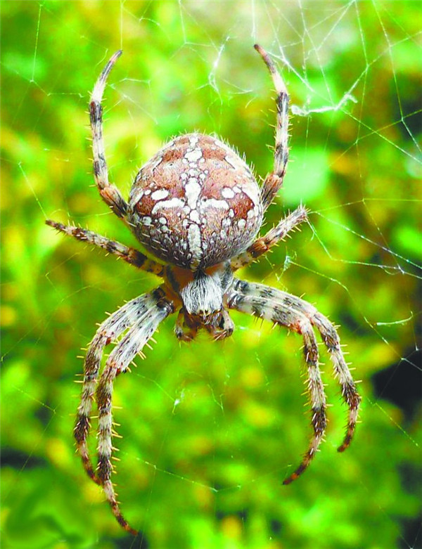 肉食性动物,以蛛网捕食,网大型,结构较规整,近圆车轮形,故又称圆网蛛