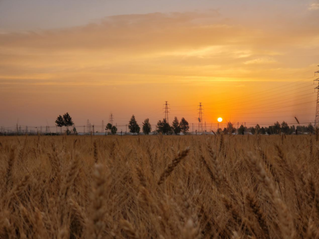 今天的工作主题是收获,任务量是在中午之前拔两万小麦单株.