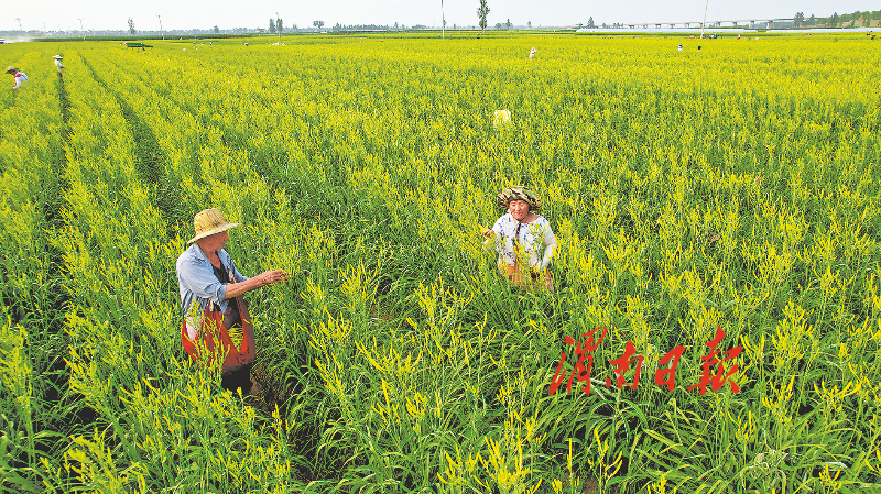 6月30日,在大荔县黄花菜主产区的苏村镇,数万亩黄花菜喜获丰收,农田里