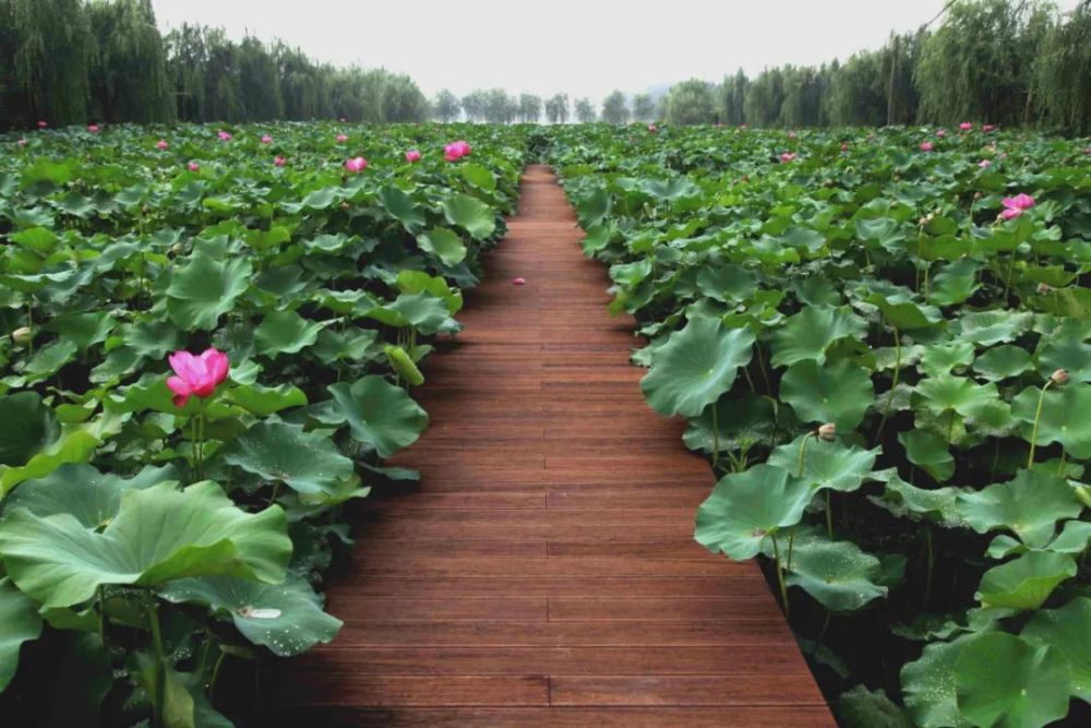 "荷花映日 风华百年",2021年箐箐庄园