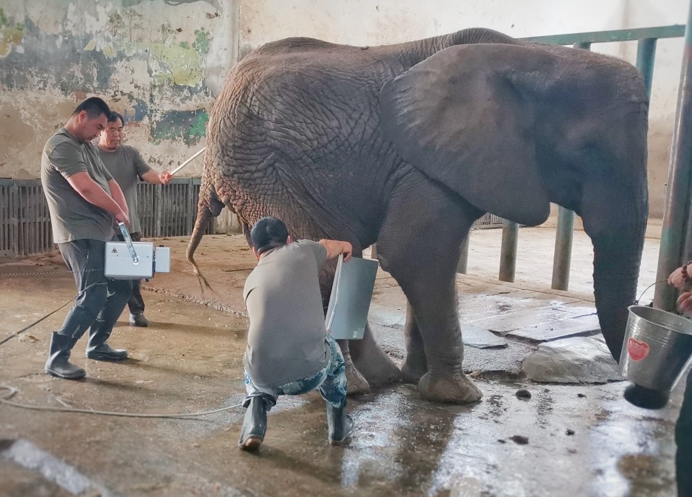 郑州市动物园大象"非非"病重,已无法自主站立!