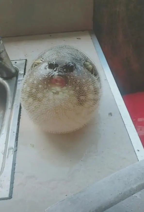 男子拿一把菜刀威胁河豚,河豚气炸了,正准备下锅爆炒|河豚|菜刀