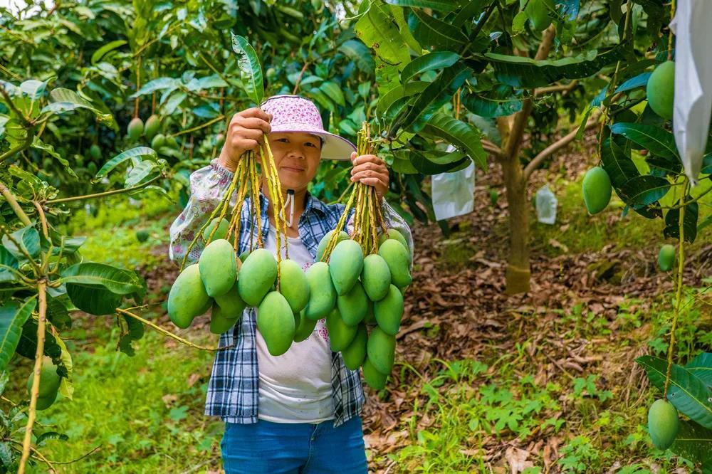 广西百色:芒果飘香果农增收_腾讯新闻