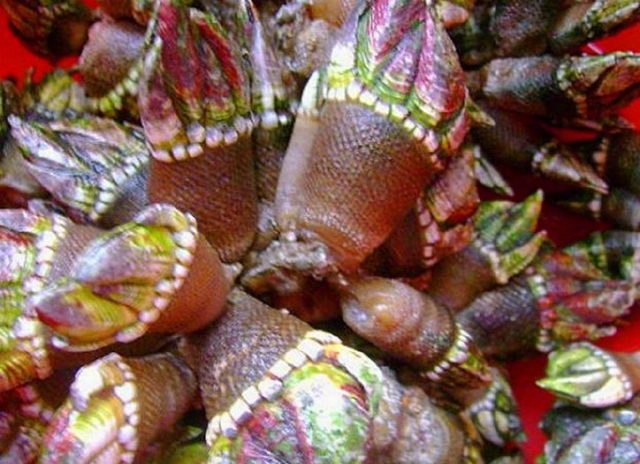 被称"乌龟脚",也叫它"佛手螺",很多人说这种长相很丑陋