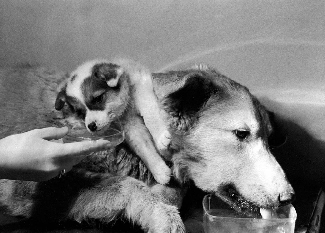 历史上的"双头狗"实验发生了什么?那两只狗最后活了多久?