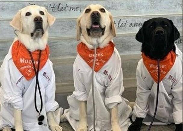 自闭症"治疗师" —精神医疗犬