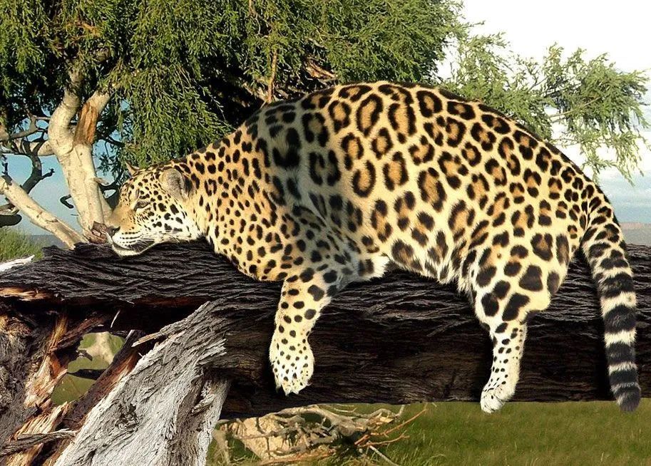 一个六盘山的胖子:六盘山拍到一只胖豹子_腾讯新闻