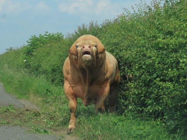 英国情侣途经牧场拍照,未想被"肌肉猛牛"围堵,困车中等待救援