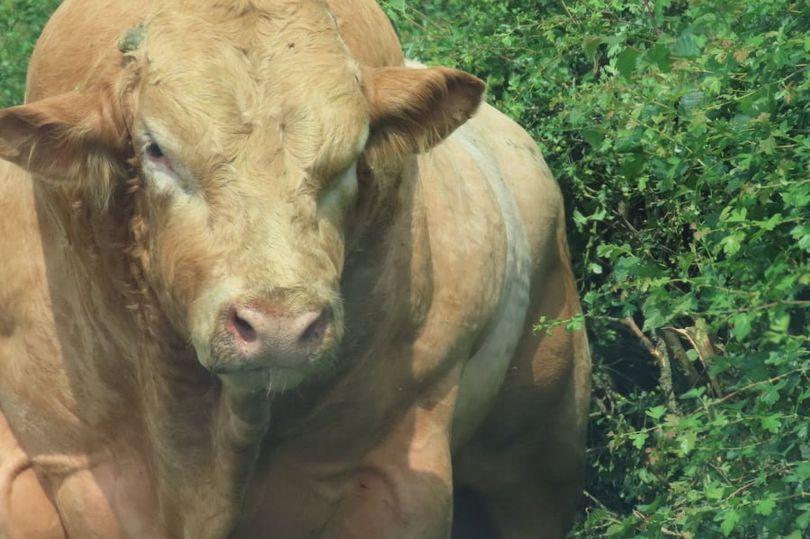 英国情侣途经牧场拍照未想被肌肉猛牛围堵困车中等待救援