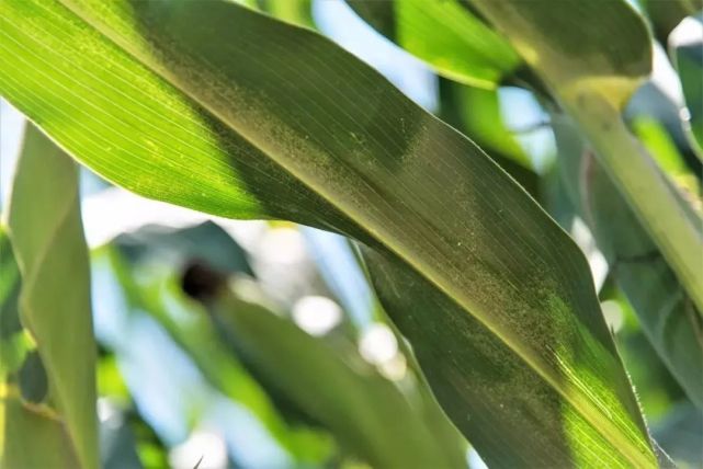 病虫害科普丨玉米叶螨的危害与防治