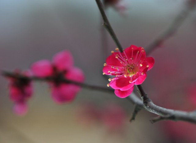 梅花 杏花 桃花 李花 梨花 樱花傻傻分不清 原来区别这么多 腾讯新闻