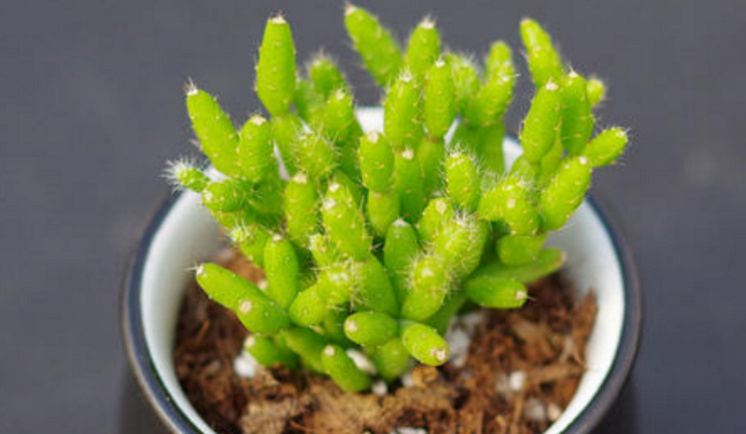 一款冷门多肉:木偶人,好养又漂亮,新人入坑不后悔