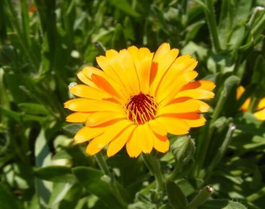 7月开始 桃花大开 财运滔天 贵人帮忙的四大生肖 腾讯新闻