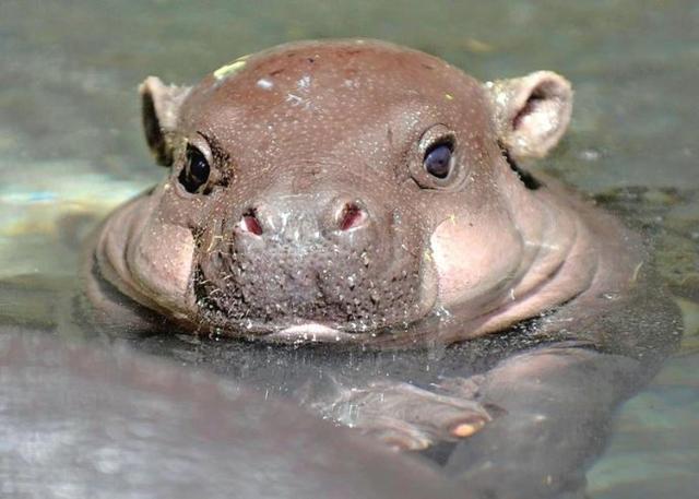 河马才是汗血宝马它的汗水到底有何作用