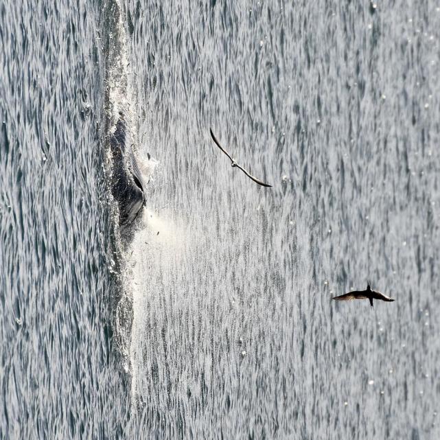 粵直擊魚鳥之戀布氏鯨連續一週打卡深圳大鵬灣