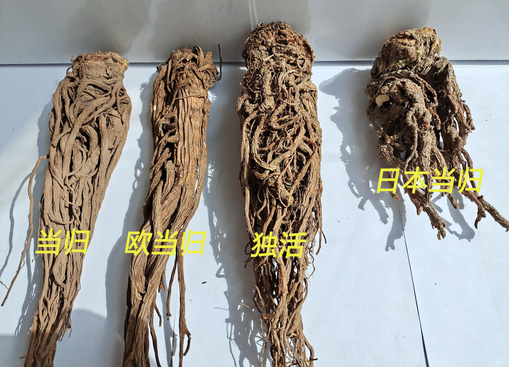 当归的易混品有大概下面几种:欧当归,独活和日本当归当归是一种伞形科