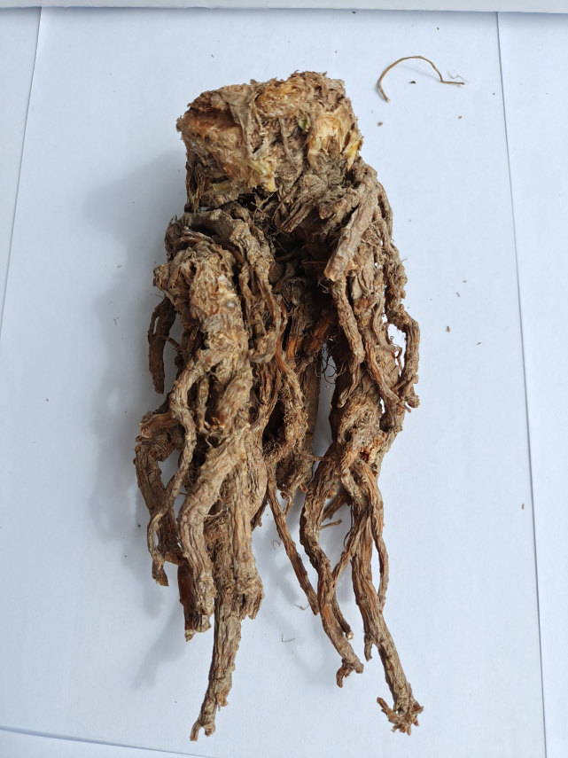 东当归(东当归根提取物的作用与功效)