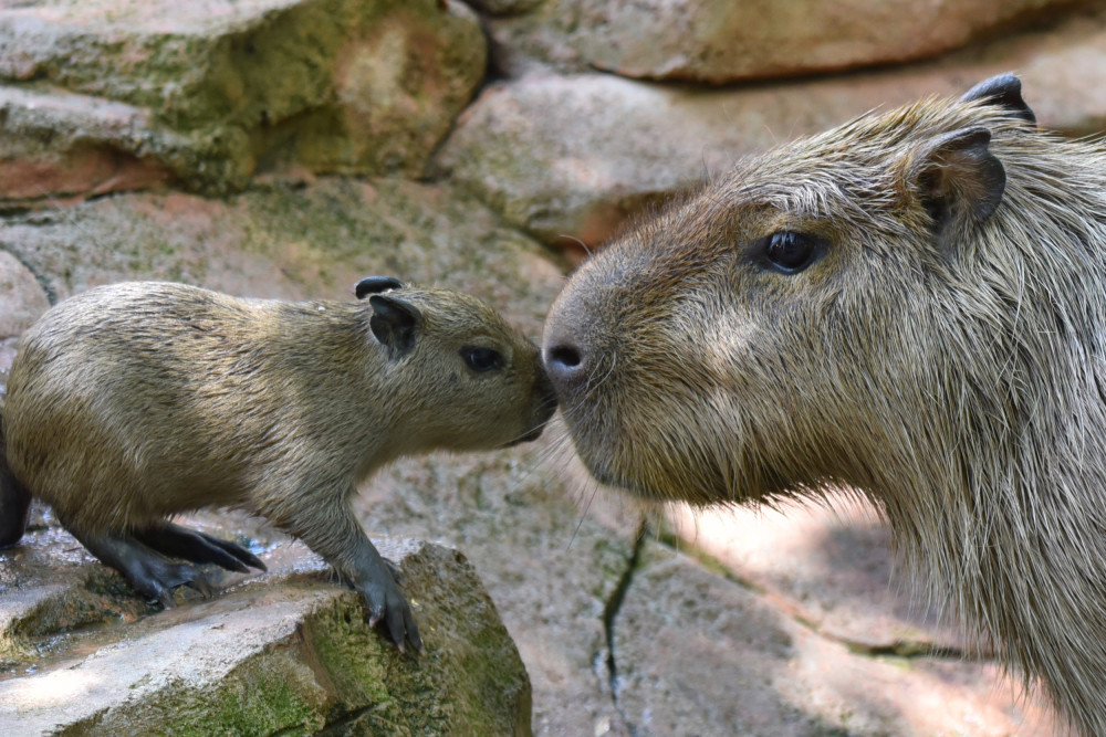 最大老鼠在深圳顺利产下六只萌宝