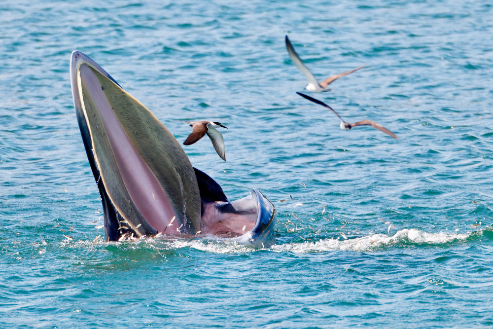 布氏鲸现身大鹏湾精彩捕食瞬间