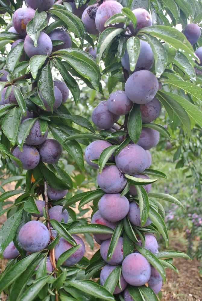 广西的"李族皇后"——龙滩珍珠李