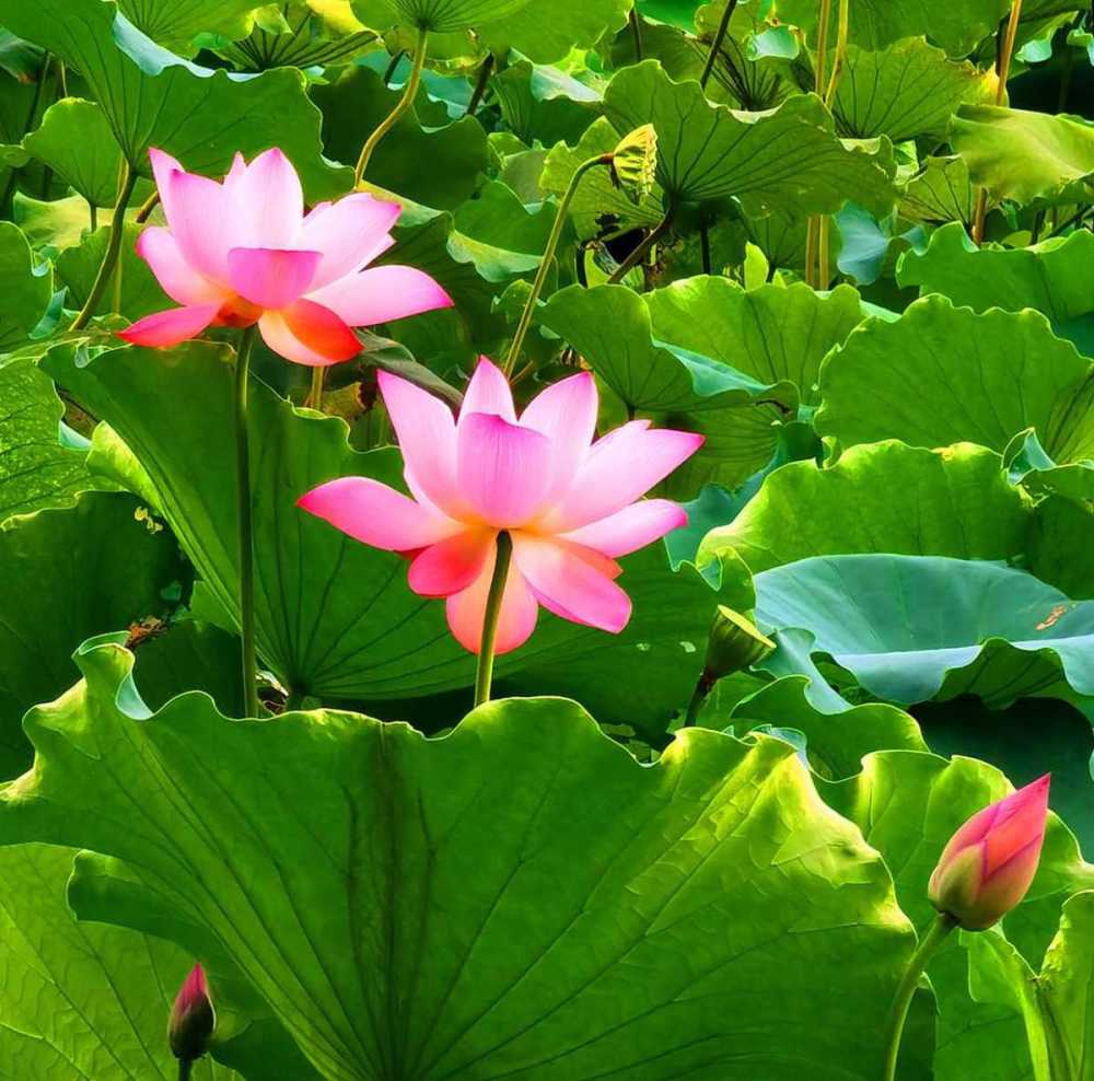 另据介绍,东部新城城市管理中心今夏还引入3个荷花新品种,浅黄的"金屋