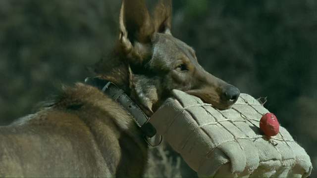 为戏炸死功勋军犬导演姚守岗遭众人抵制金鸡奖曾提名该电影