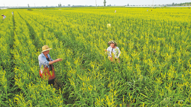全县拥有30个专业种植村,年实现产值16亿元,从事黄花菜生产,加工,销售