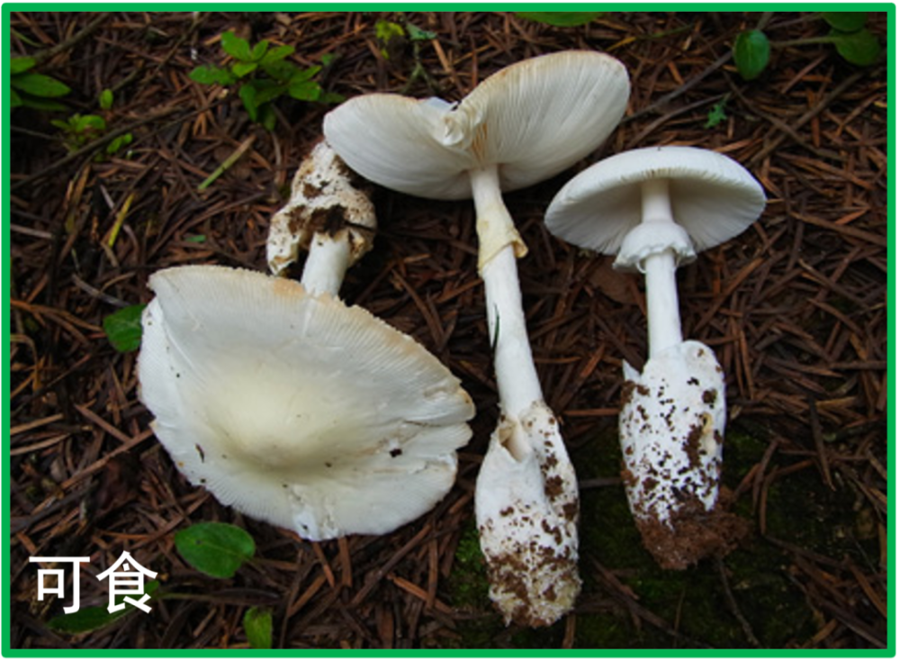 【爱卫健康科普】谨防蘑界杀手——剧毒鹅膏中毒